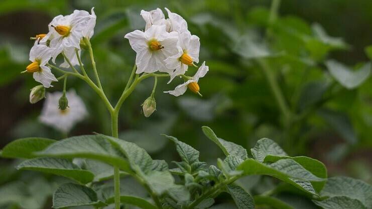 flower-of-potato-2458090_960_720|Potatoes in Field|patatas en campo 3|patatas en campo 2